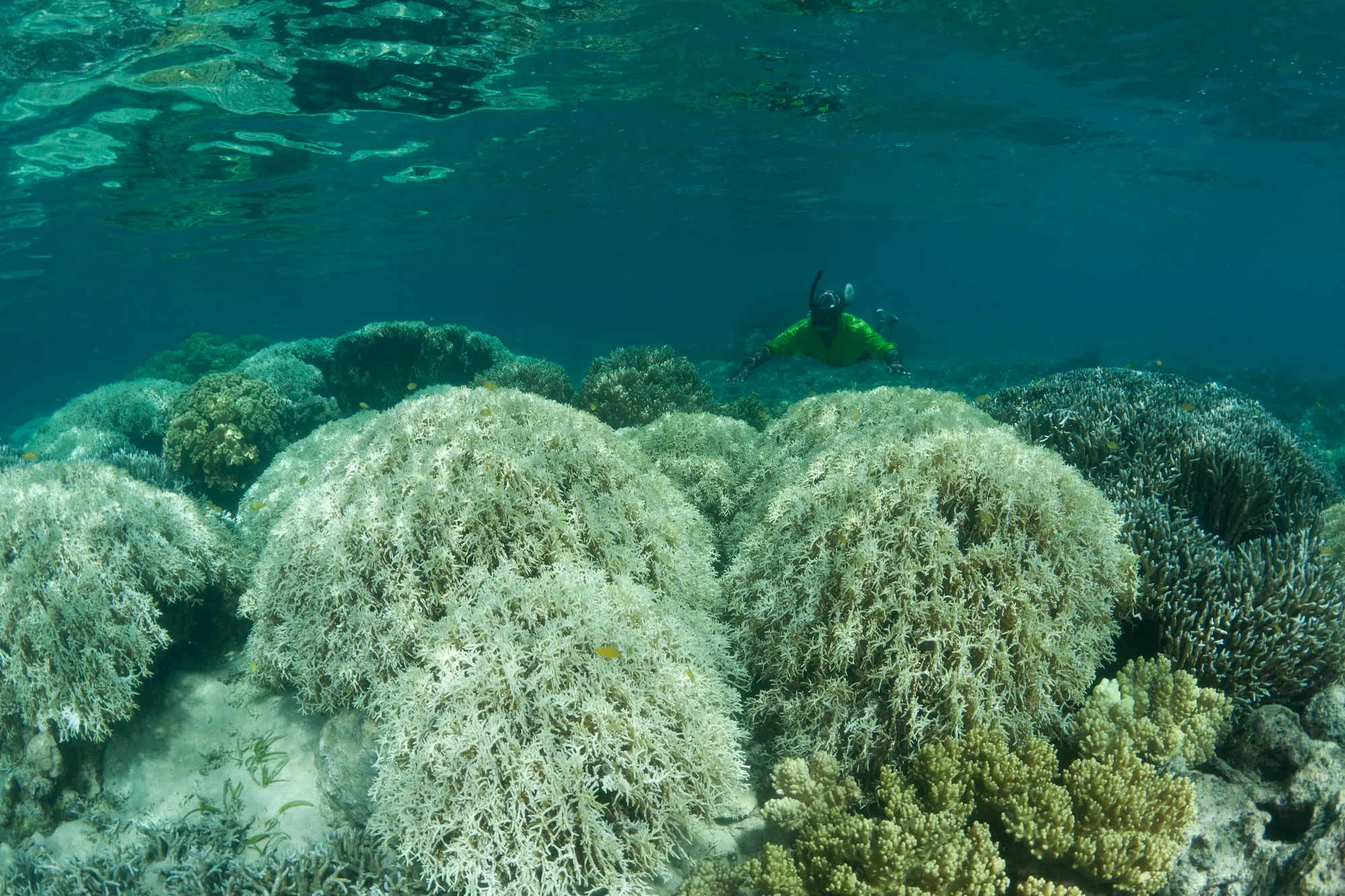 Acidità degli oceani