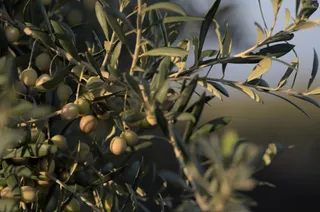 Da prodotto di scarto a necessario per il biometano: è la sansa delle olive