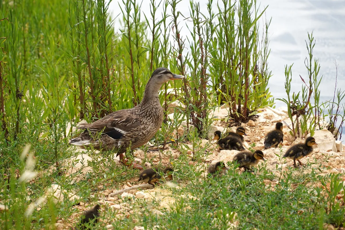 Casamassima, la biodiversità è di casa