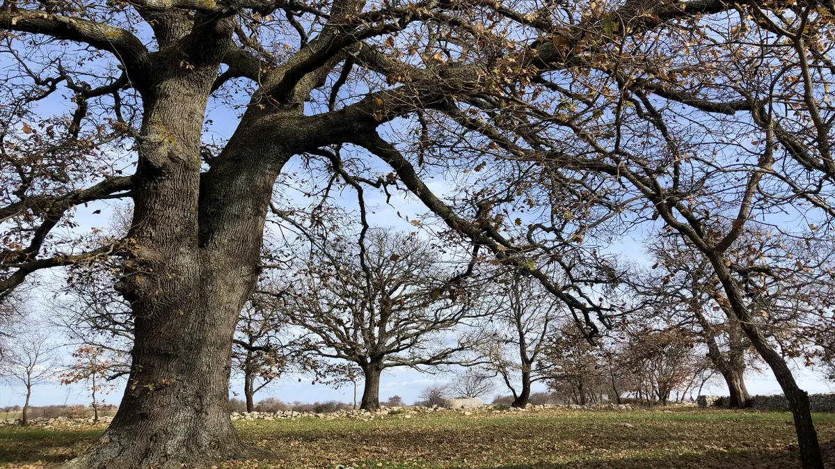 La storia (da preservare) degli Alberi Monumentali