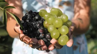 Dalle tavole pugliesi al mercato oltreoceano: l'uva è servita