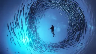 Bellezza e fragilità dell’oceano in 80 fotografie