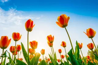 Colorati e speciali: Bari come Amsterdam. Ecco 23mila mq di tulipani