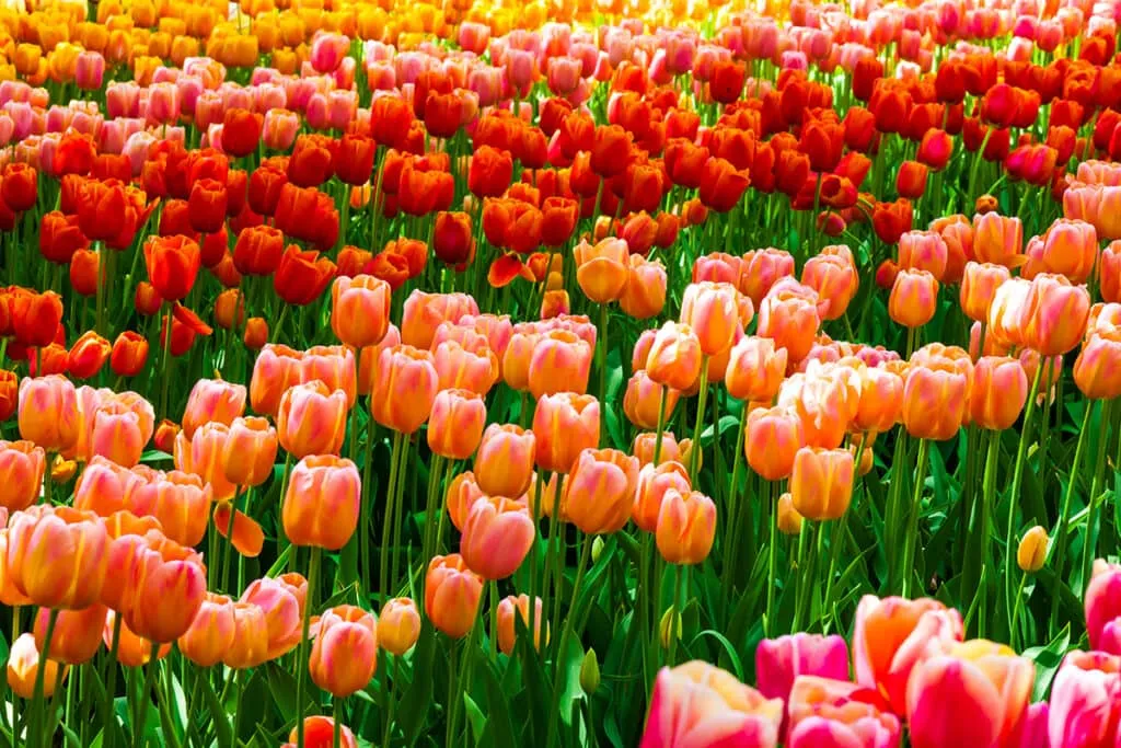 tulipani