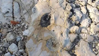 Sulle orme della storia con i dinosauri