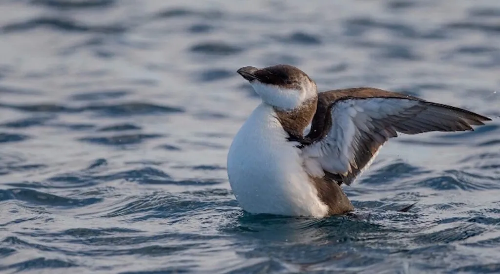 ecosistema marino