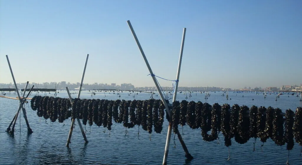 cozze taranto