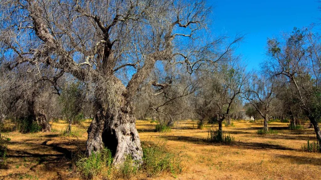 xylella puglia