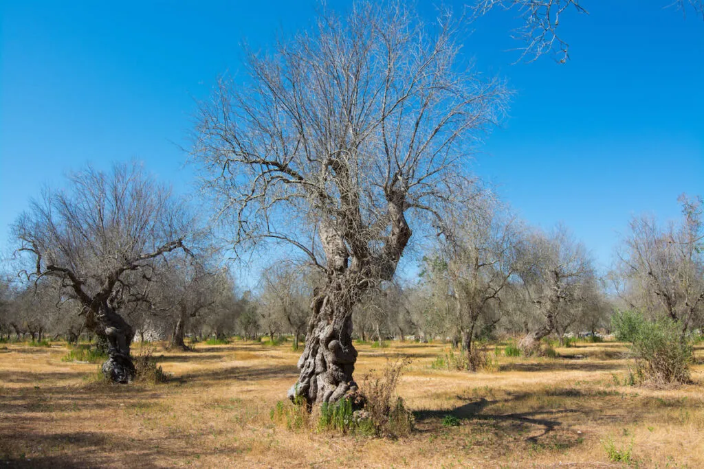 xylella puglia