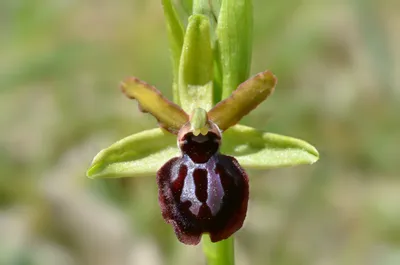 Sono l'orchidea e vivo qui, nel parco Gargasole