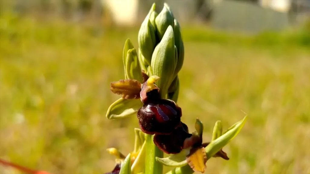 Orchidea