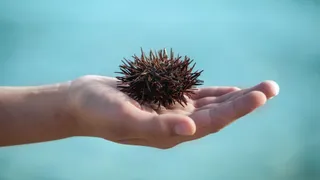 Mi presento, sono il Riccio di mare: unico e speciale