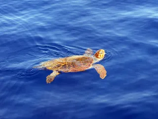 "Sono la Caretta Caretta. È un piacere farmi conoscere"