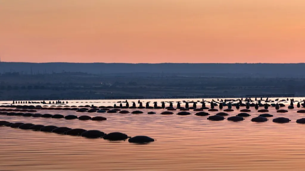 taranto allevamento cozze