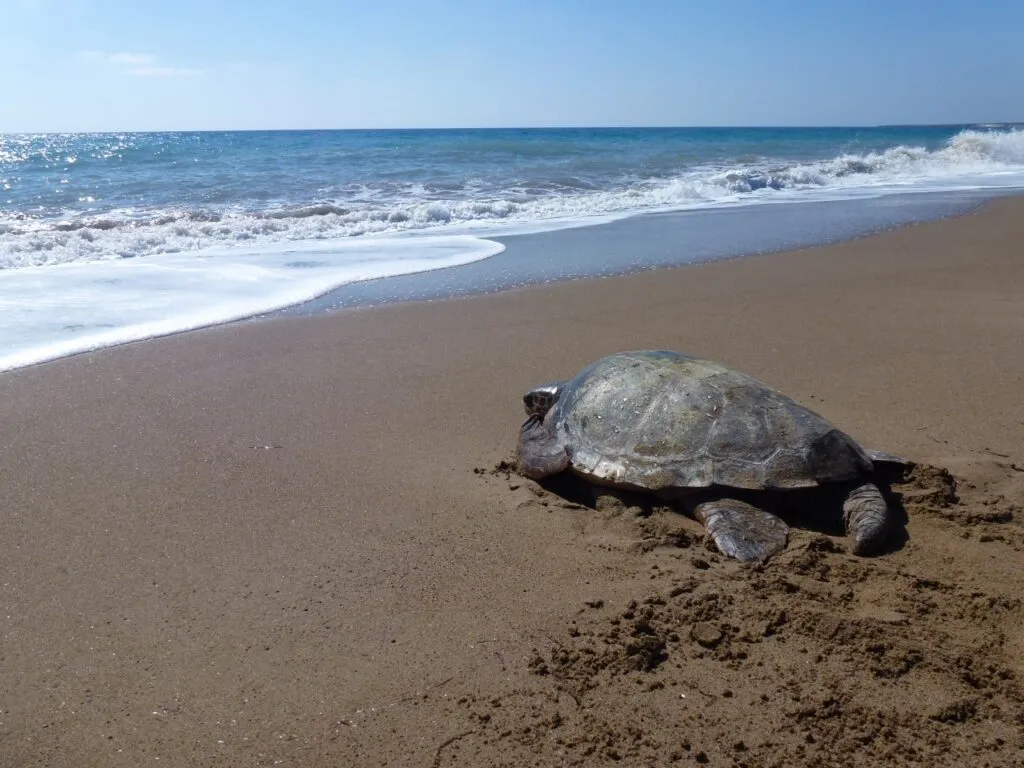 Caretta Caretta