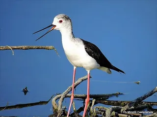 “Salvate la nostra casa”