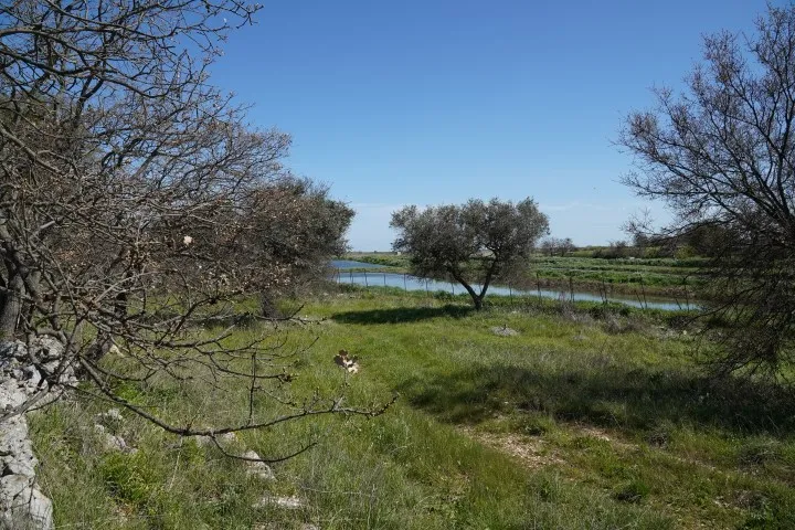 Zona Umida