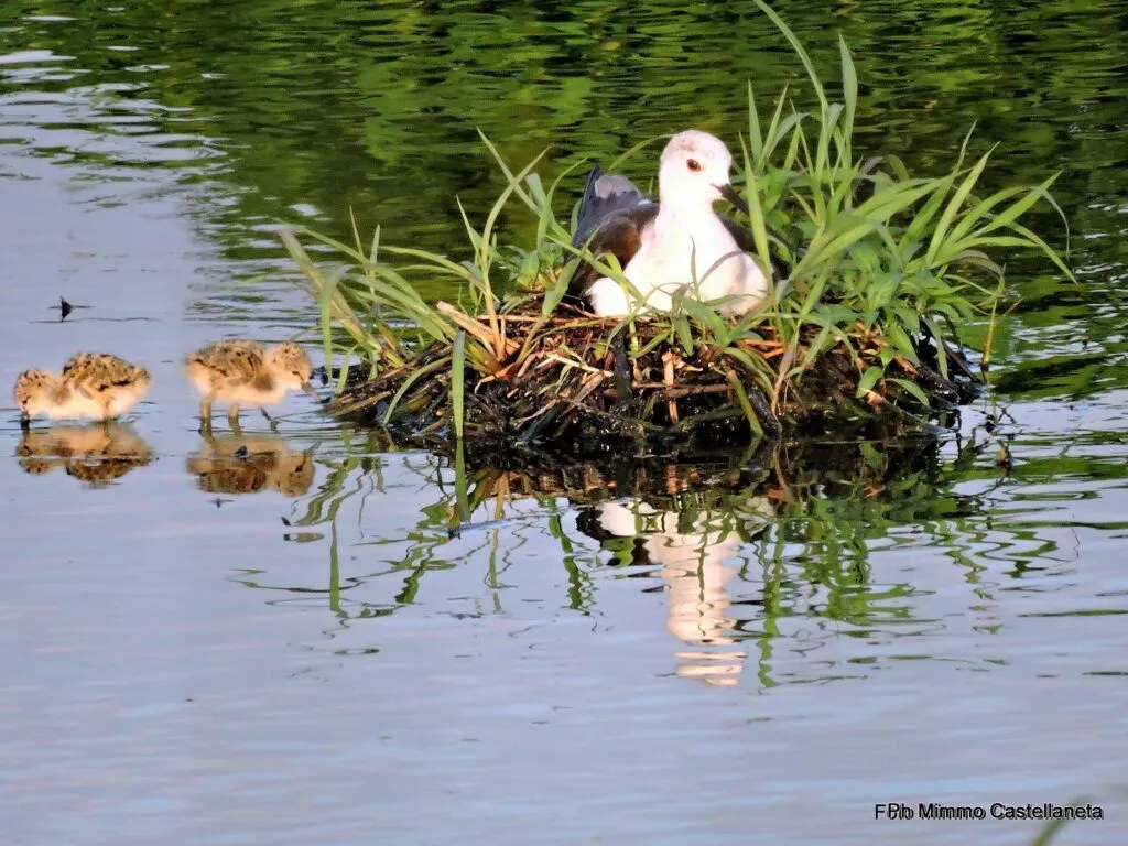 l'Himantopus himantopus