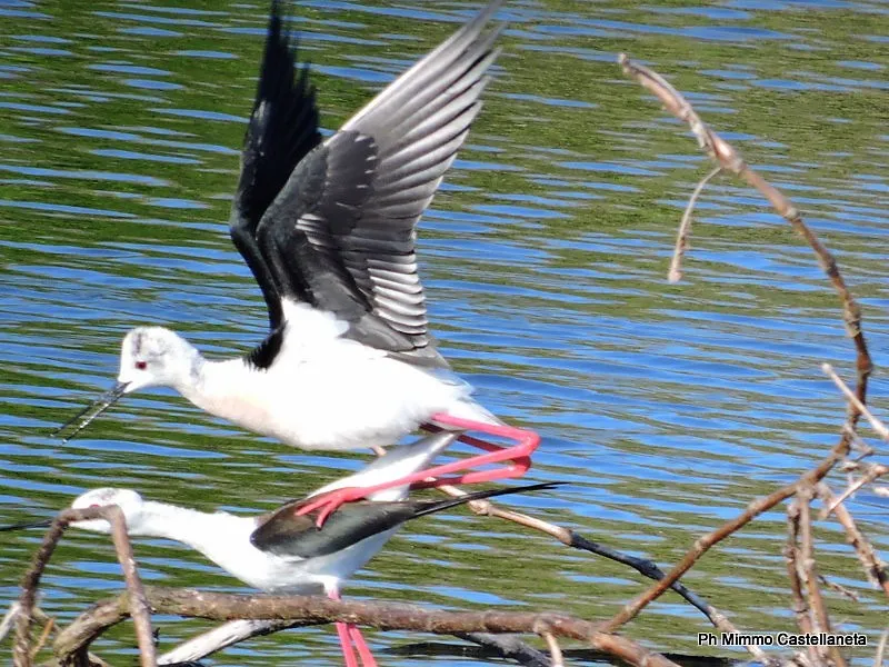 l&#x27;Himantopus himantopus