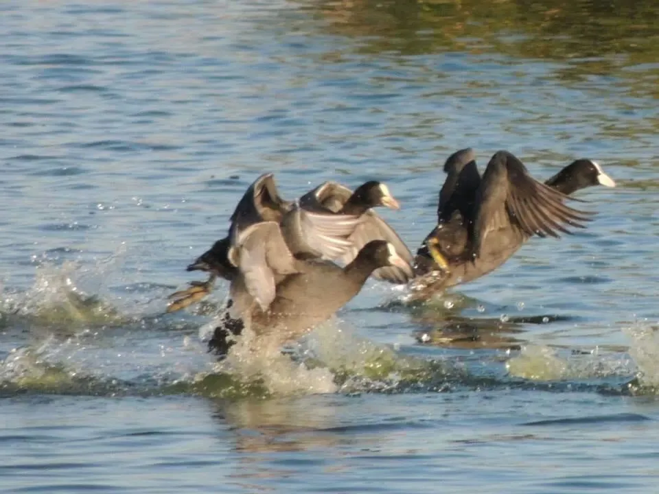Campi di spandimento a Gioia del Colle (Ba)