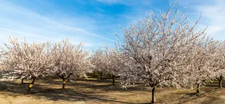 Agricoltura e acque affinate: Acquaviva delle Fonti è diventata un modello