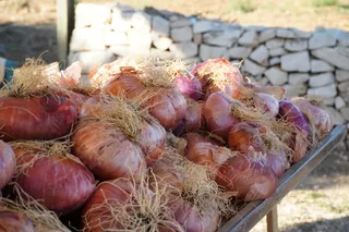 Sono la cipolla rossa di Acquaviva: alito a parte, porto benefici alla salute