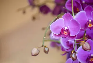 "I have a green”: Mattinata si colora di orchidee