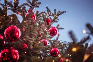 Il must di Natale: l'albero in "affido"