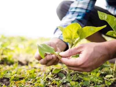 Agricoltura, Puglia resiliente (ma servono misure a hoc)