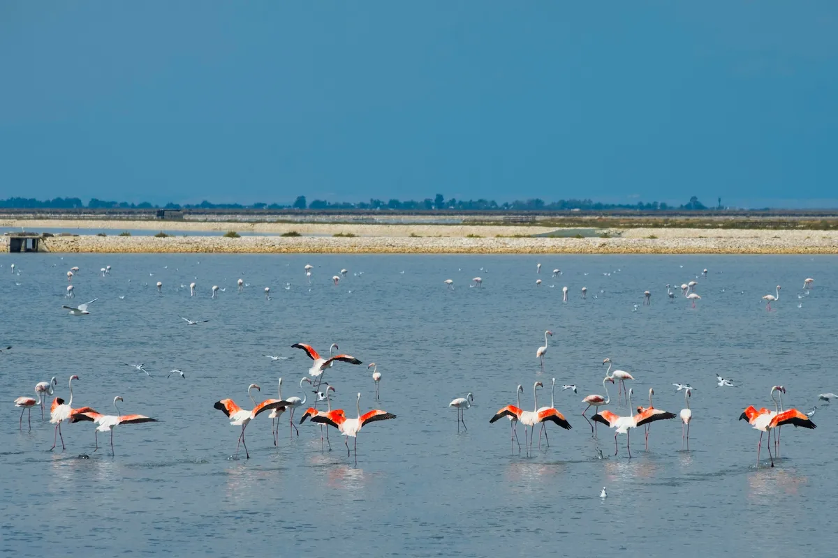 Margherita di Savoia si tinge di blu