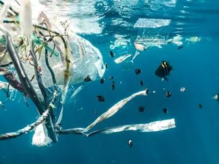 Microplastiche: a rischio gli “ingegneri del mare”