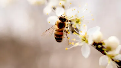 SOS api: a rischio estinzione. Per salvarle puntiamo alla biodiversità