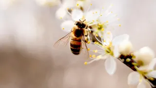 SOS api: a rischio estinzione. Per salvarle puntiamo alla biodiversità