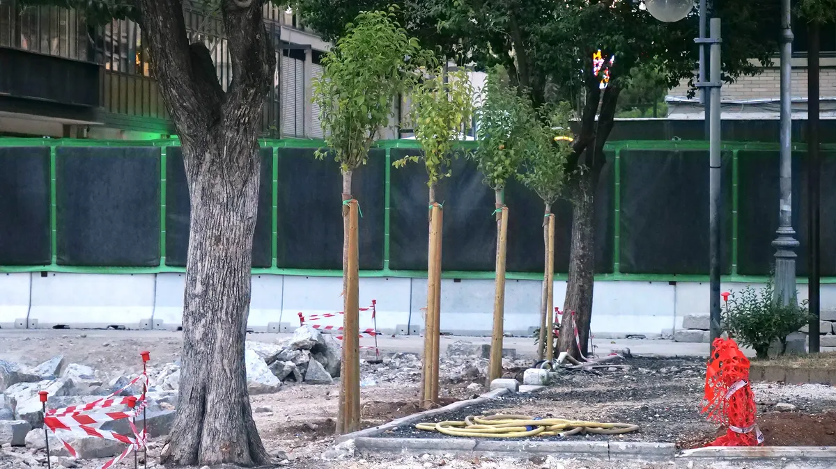 Gli alberi "assorbi" calore