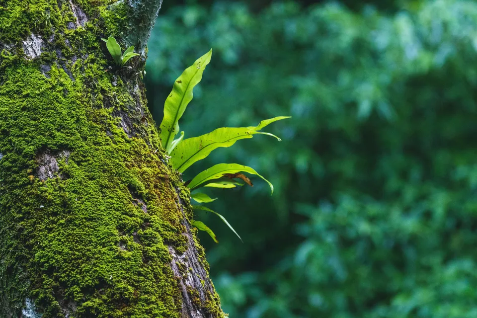 Natura e piante