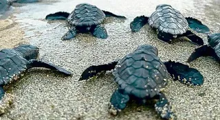 Benvenute al mondo baby Caretta caretta: la Puglia meta preferita per nidificare