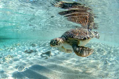 Tartarughe marine a Torre Guaceto: la forza della tutela