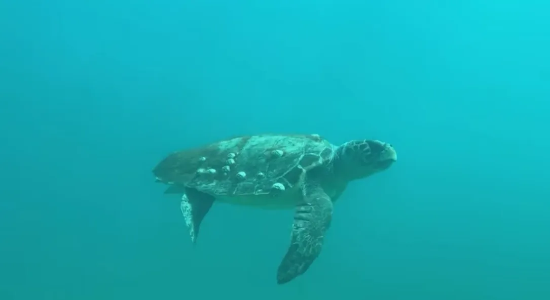 Tartaruga marina Caretta Caretta